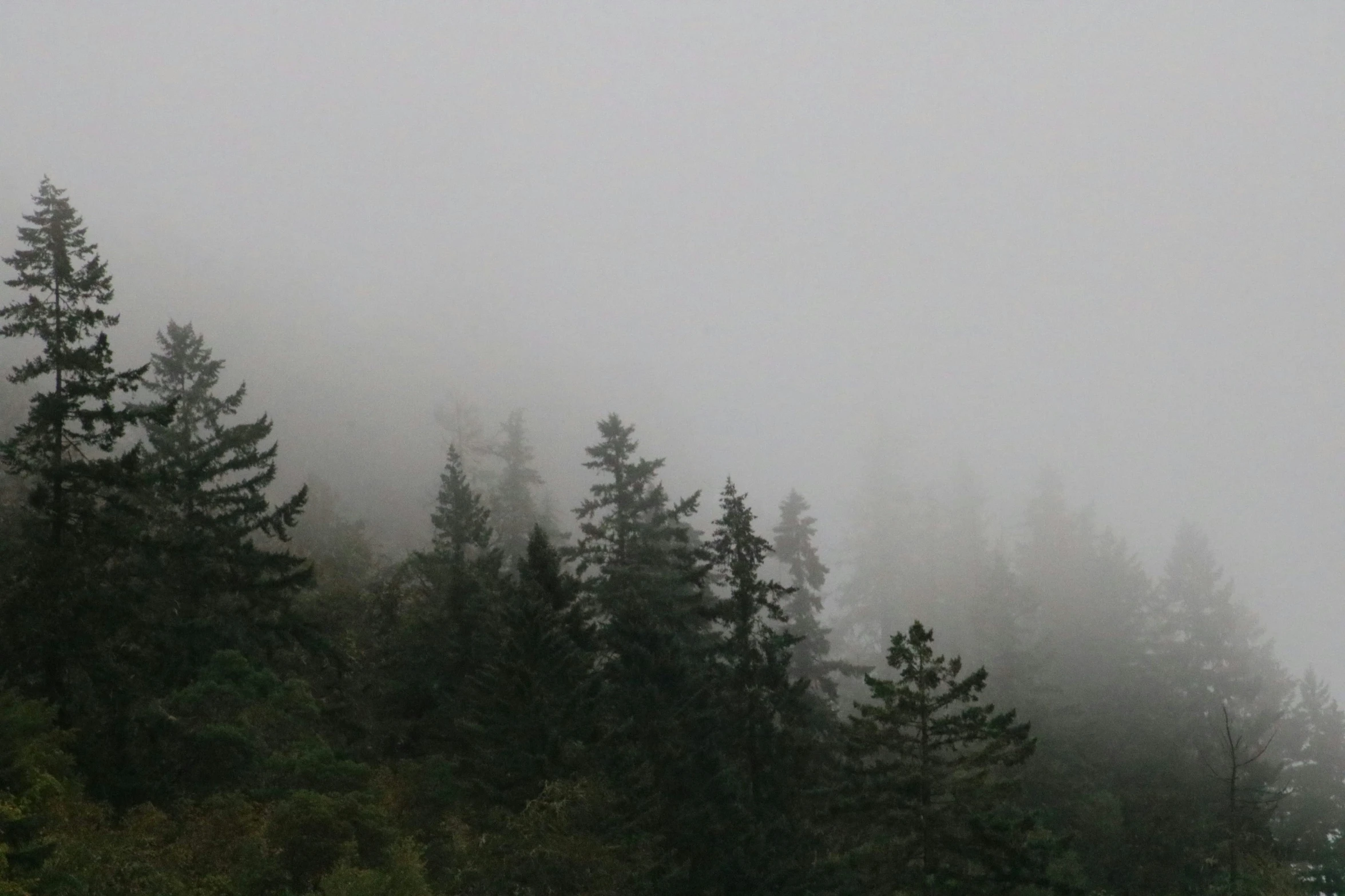 the tops of trees are obscured by fog