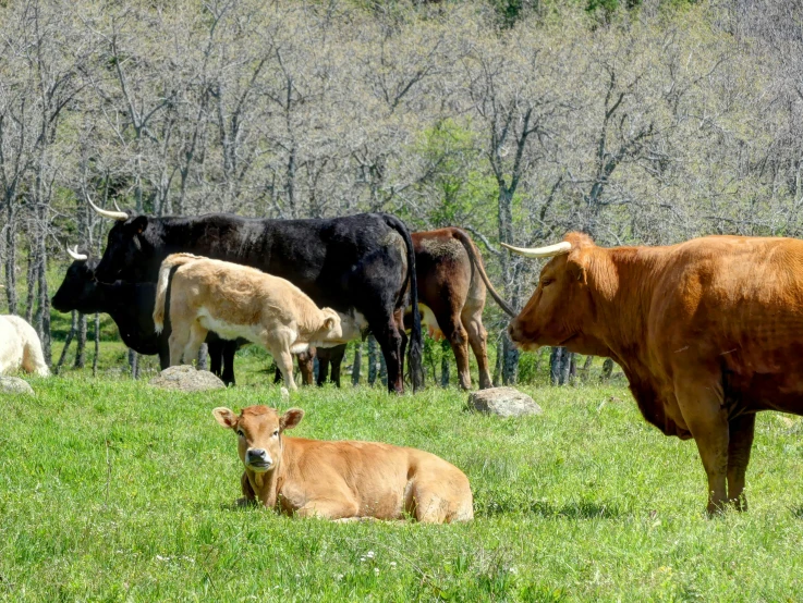 cows and cattle laying down in a grassy field