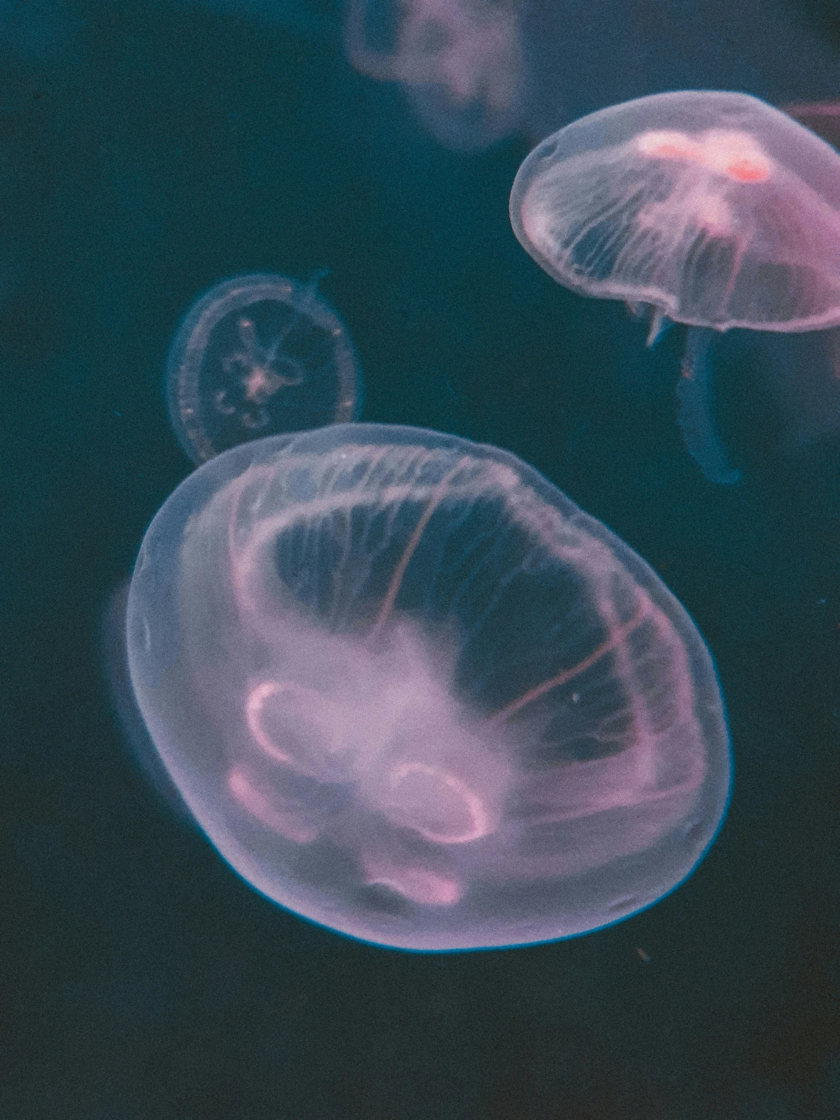 a small group of jellyfish floats in the water