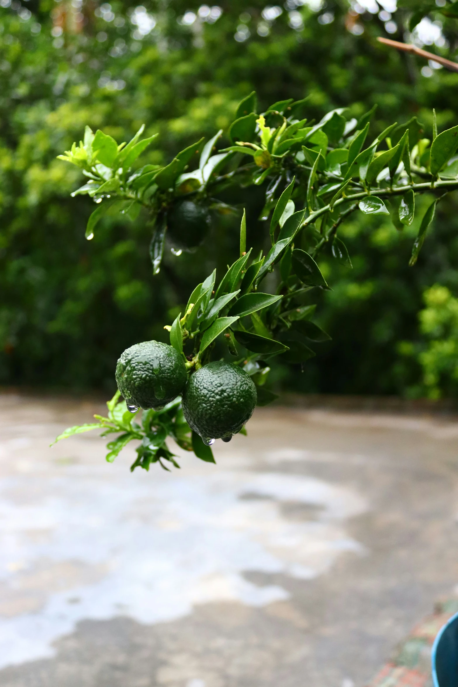 some sort of citrus tree hanging on to of a roof