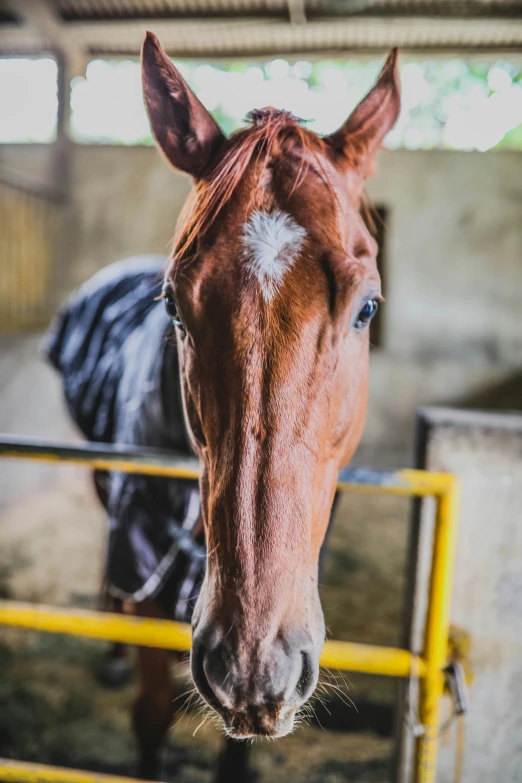 a horse is looking over the fence in an enclosed area