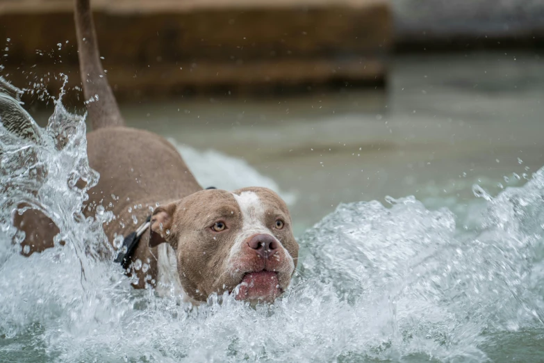 a dog splashing out water on a beach