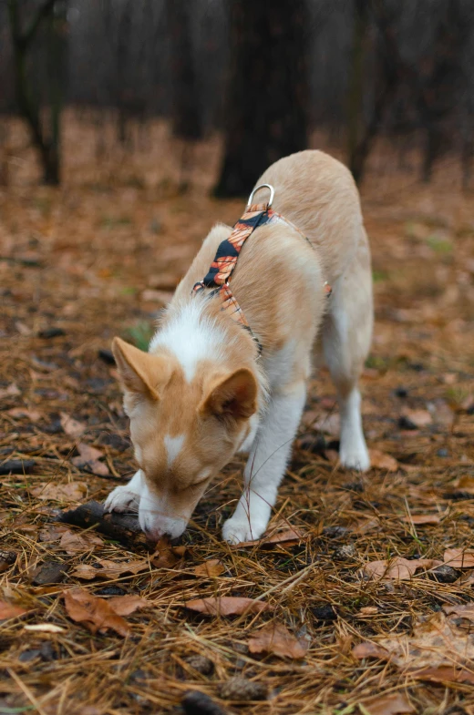 a small dog is eating grass in a forest