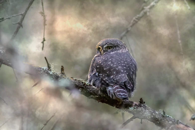 an owl perched on a nch in a forest