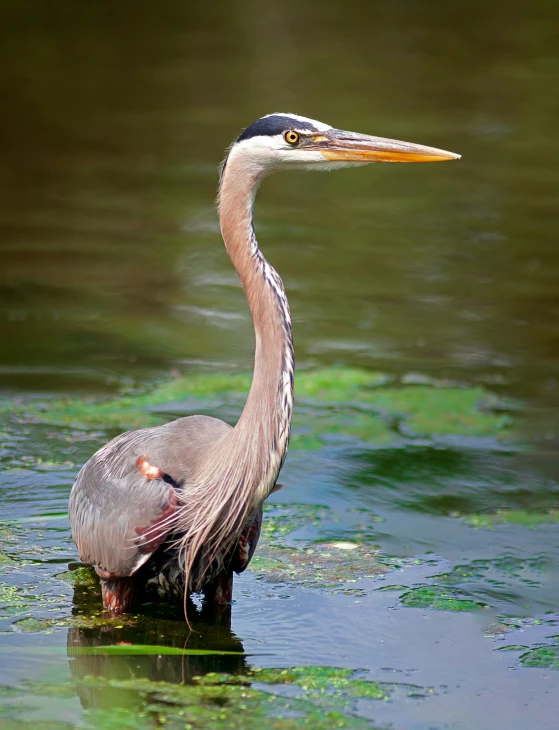 a heron in a shallow body of water