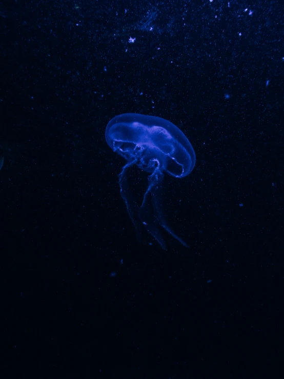 a couple of jellyfish floating around a dark blue room