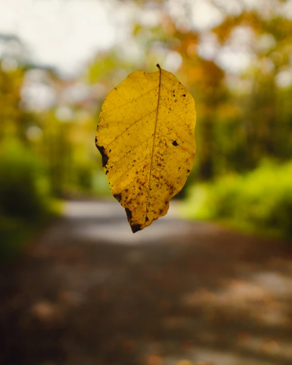 a yellow leaf is hanging over a road