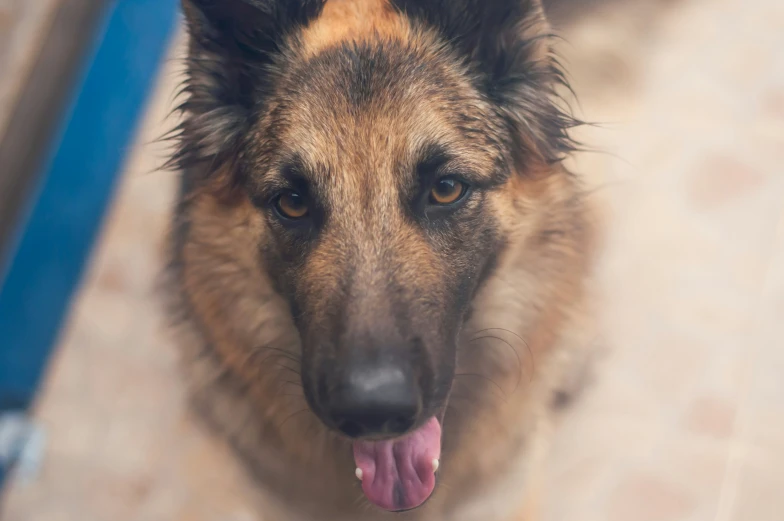 a large brown dog has his tongue out