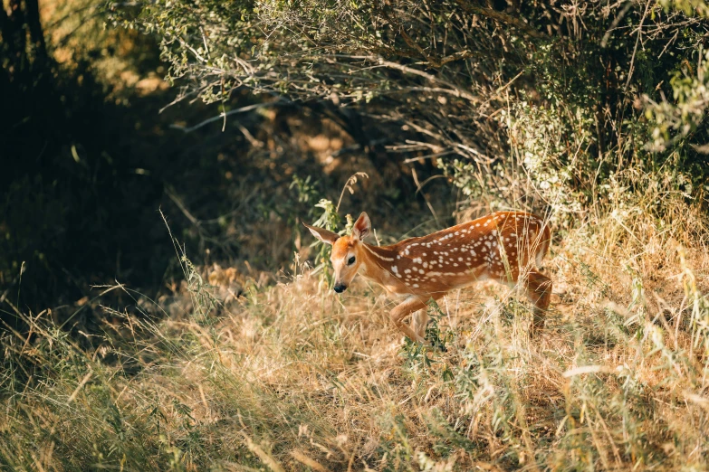 small, spotted deer standing in tall grass and brush