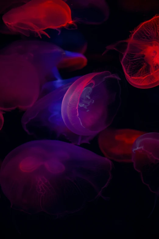 jellyfish in bright colors swim in the dark