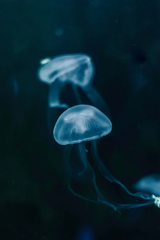 three jelly fish floating in the water