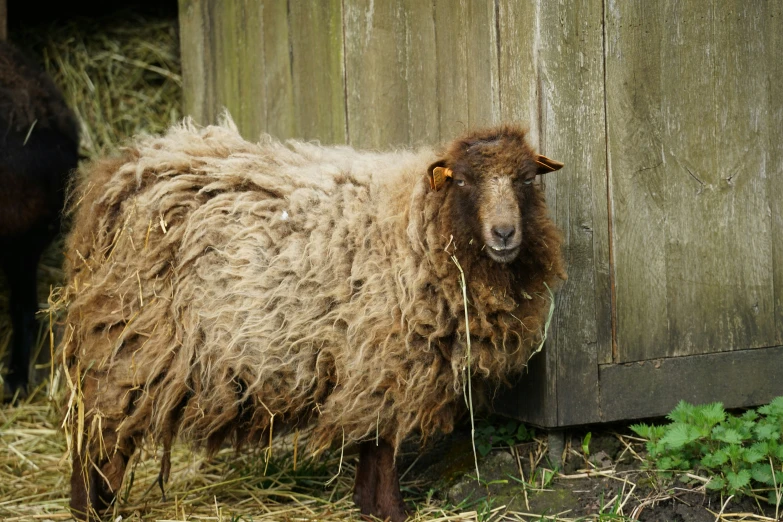 a gy sheep standing next to a wooden shed