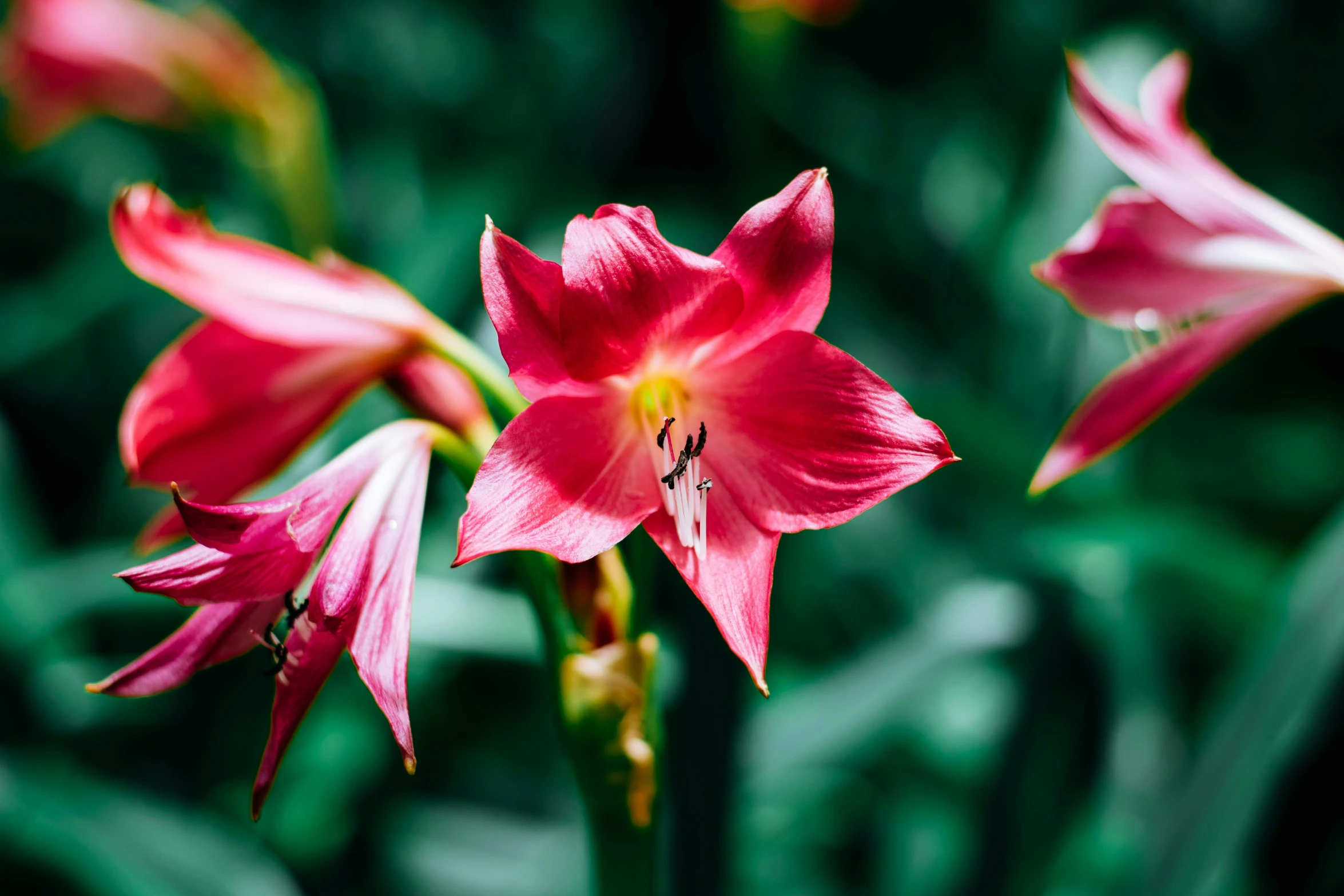 pink flower in green plants in the garden