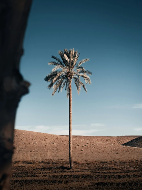 a small single tree sitting alone in the desert