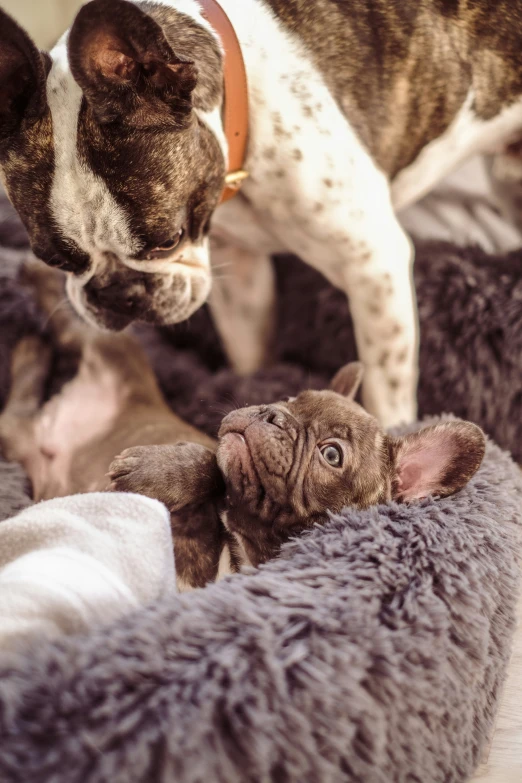 a dog is standing over a group of dead puppies