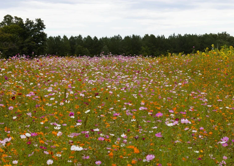 some pink and orange flowers some trees and grass