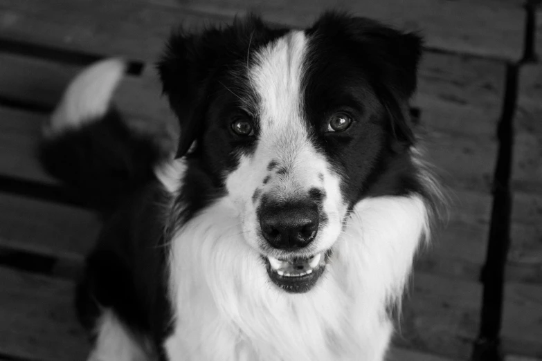 dog with black and white fur looking at the camera