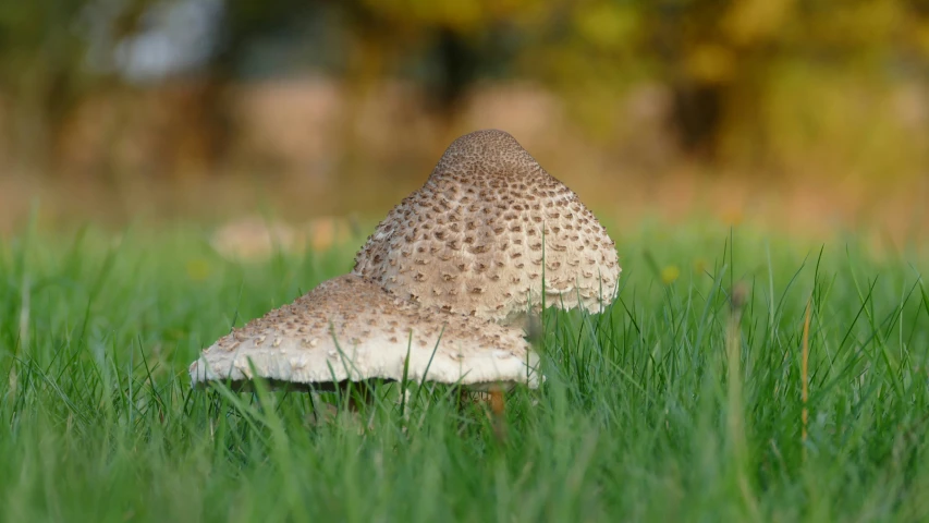 a large mushroom sitting on top of a green grass covered field