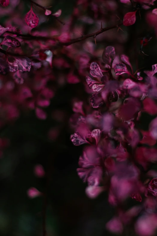 purple flowers with lots of petals on them