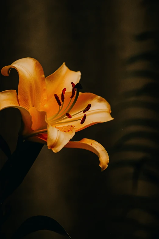 closeup view of an orange flower in motion