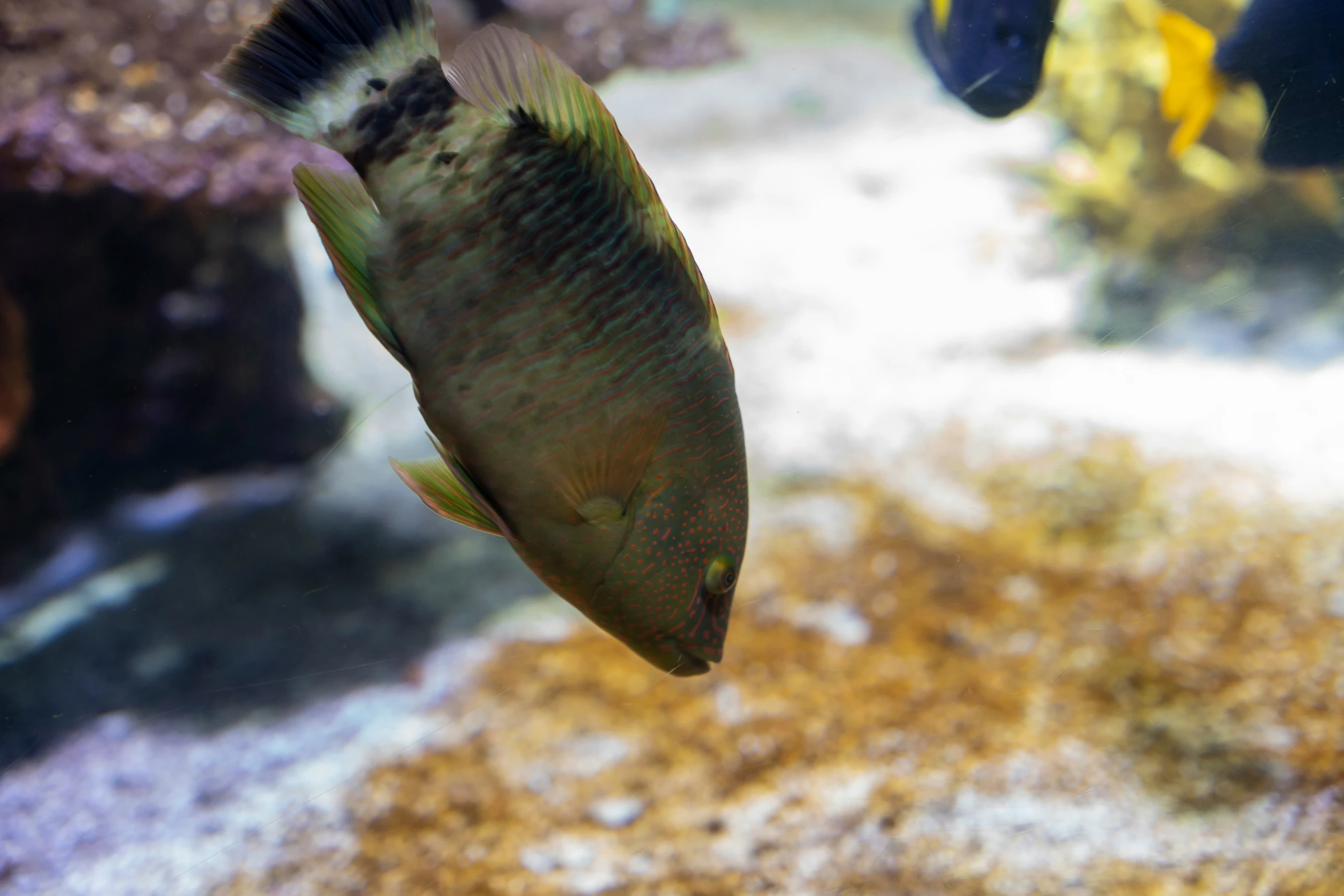 some fish in an aquarium on a sandy surface