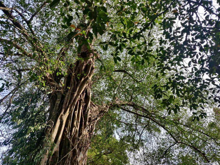 a large tree that has vines growing out of it