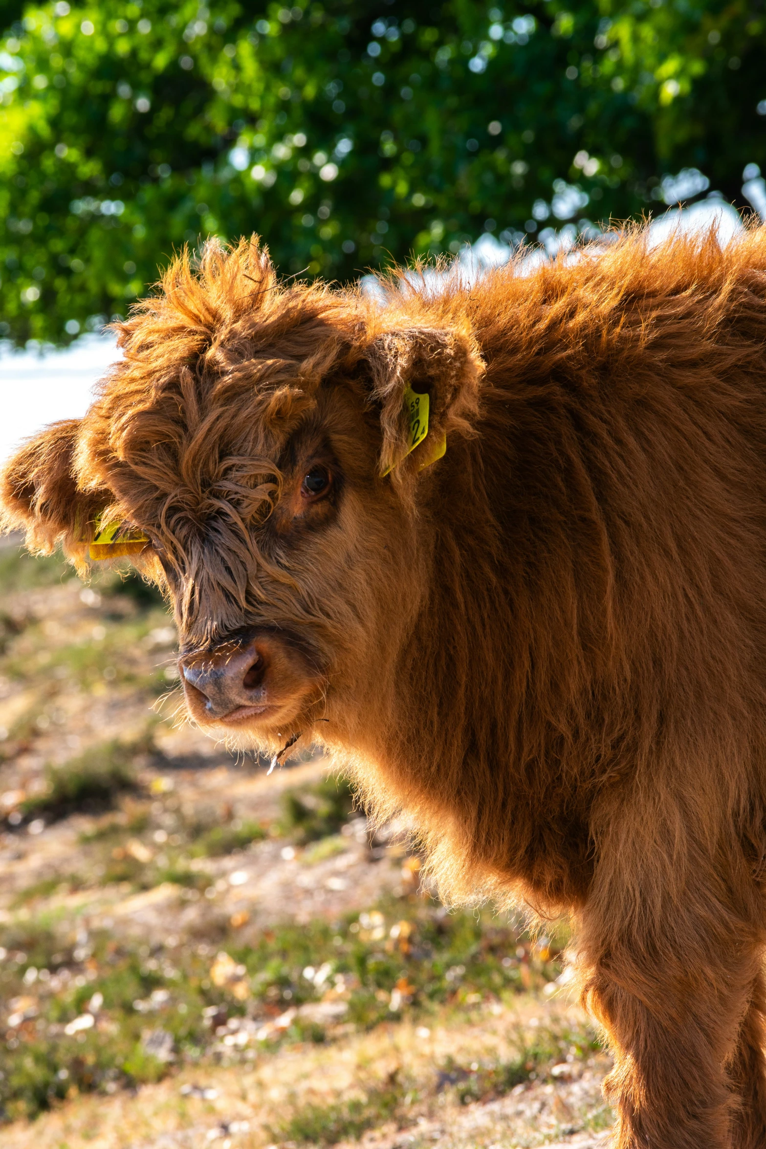 a brown cow standing on top of a dry grass covered ground