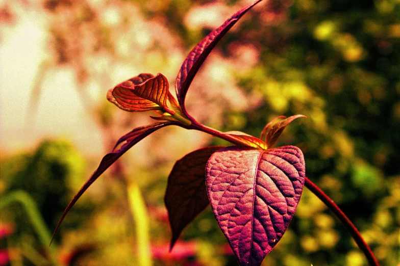 the leaves of this plant have fallen from their stems