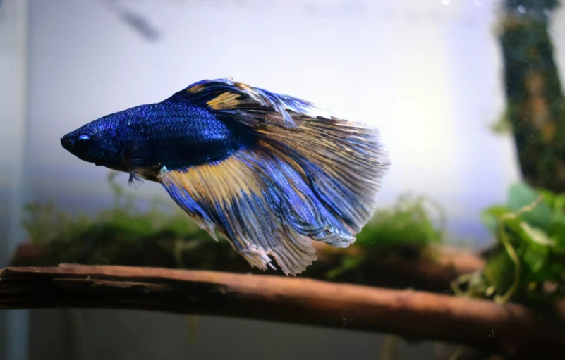 a beautiful colorful fish swimming in a tank