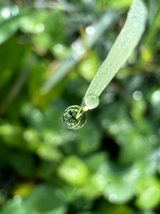 a close up of a water droplet on green leaves