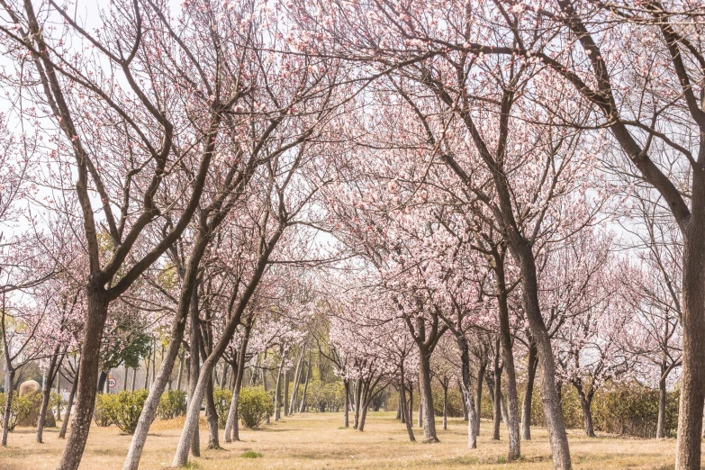 this area has many blooming trees with pink flowers