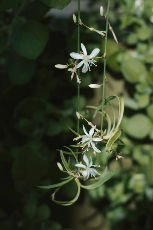 small white flowers are hanging on a stem in the garden