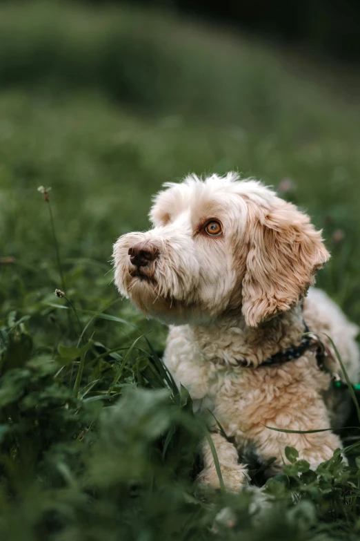 the dog is sitting on the green grass outside