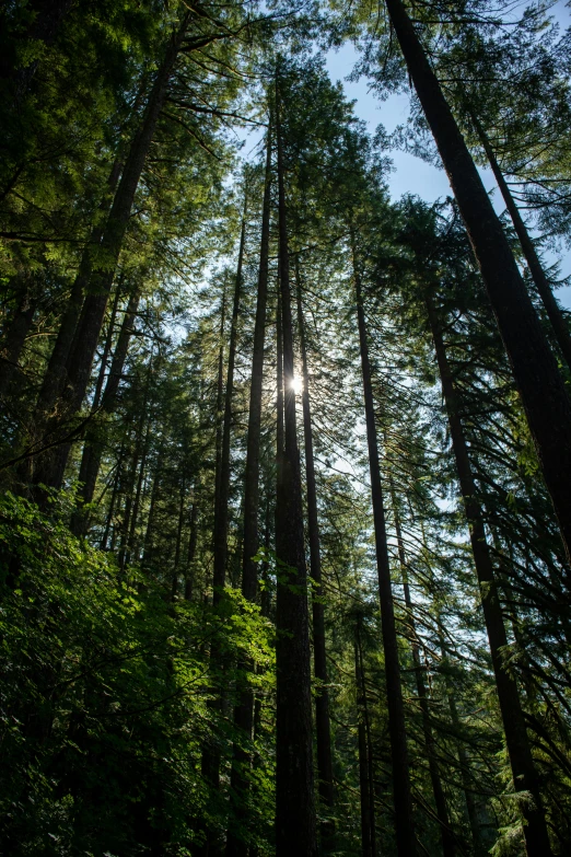 the sun is shining through the trees in the woods