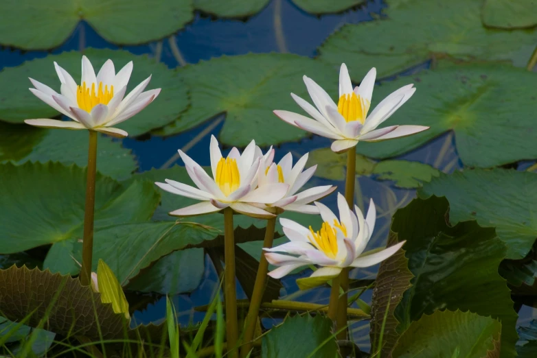 several water lilies on the edge of a pond with lily pads