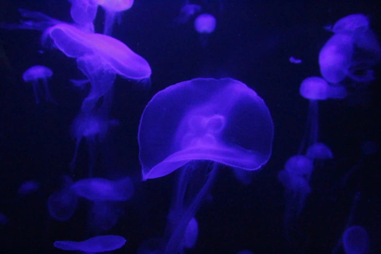 some purple and purple jellyfish under a black light