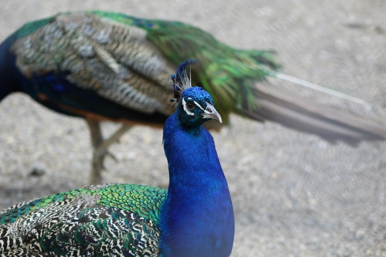 two peal birds are walking down the street