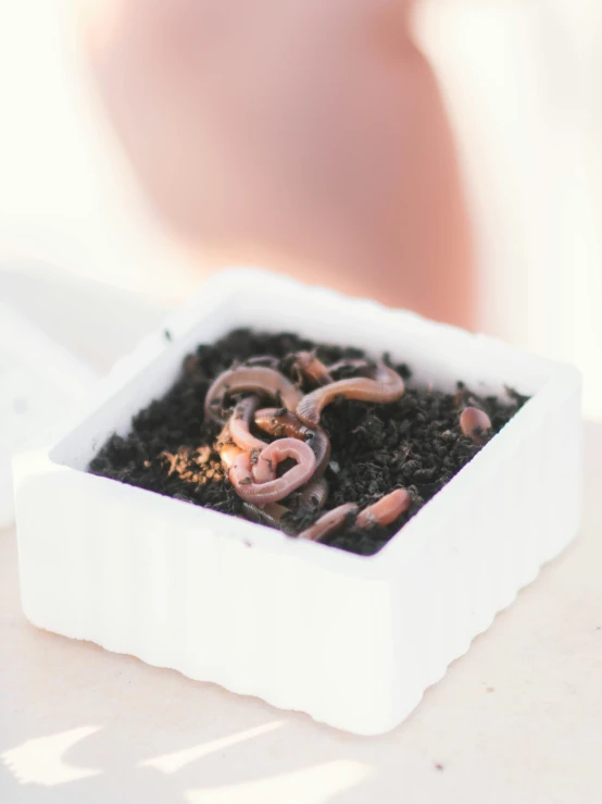 a small container with dirt inside that contains worms