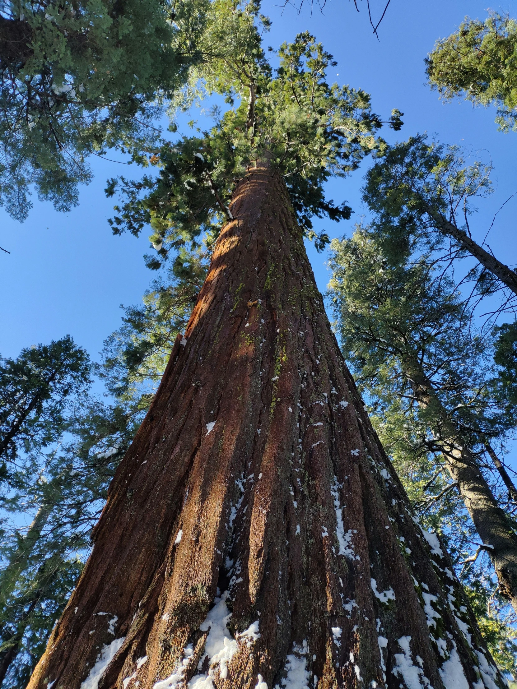 an upward s of a tall tree