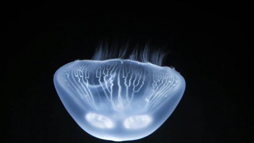 an upside down po of a jellyfish