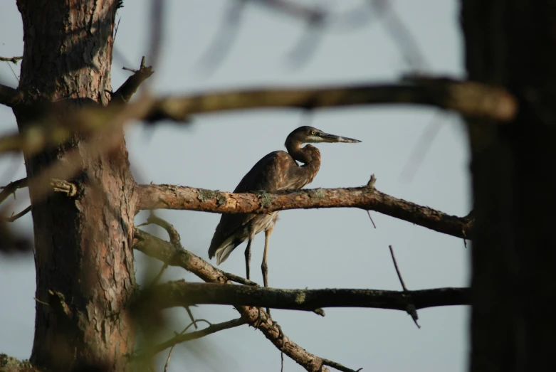 the bird sits on top of a bare tree