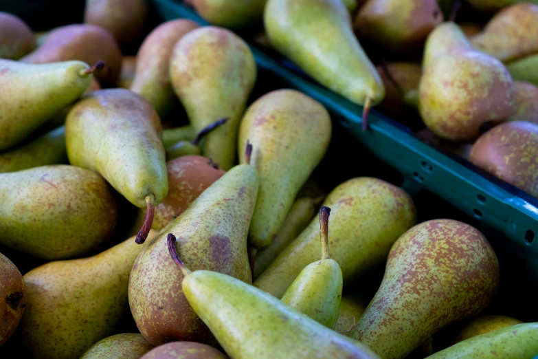 many pears are displayed and are in bins