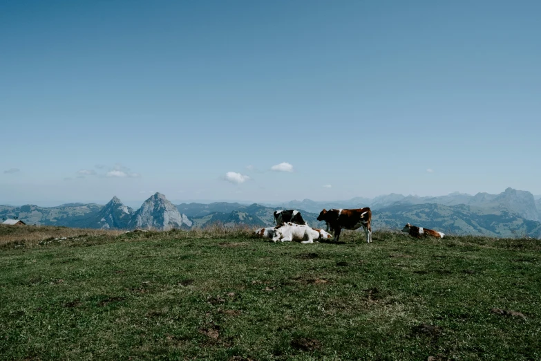 several cows laying on the edge of a grassy hill