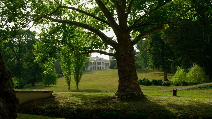 a large tree and benches in the park