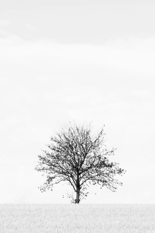 a bare tree in a grassy field with sky in the background