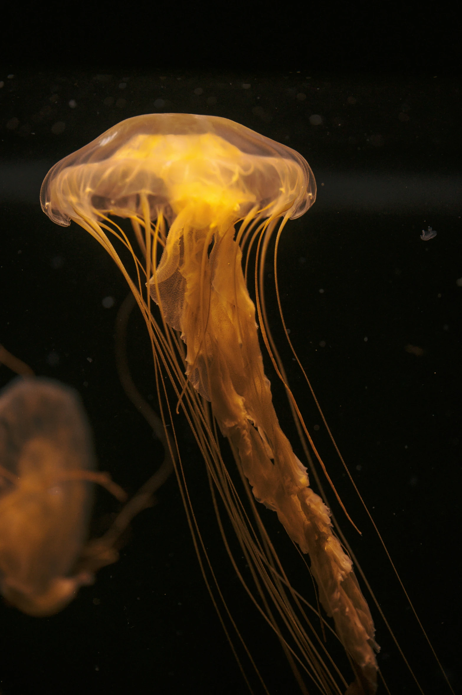 a bunch of jellyfish floating in an aquarium