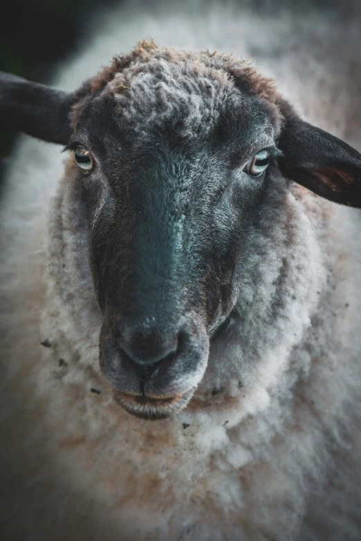 a sheep with large black horns staring at the camera