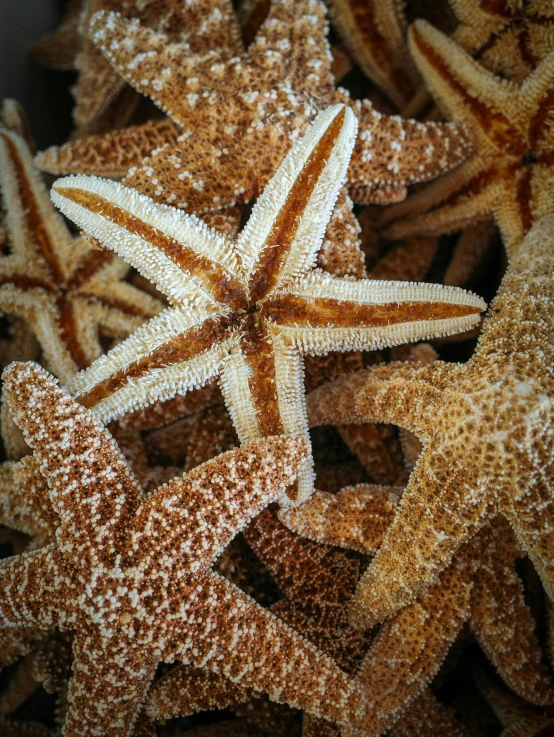 a pile of starfishs sit together on the sand