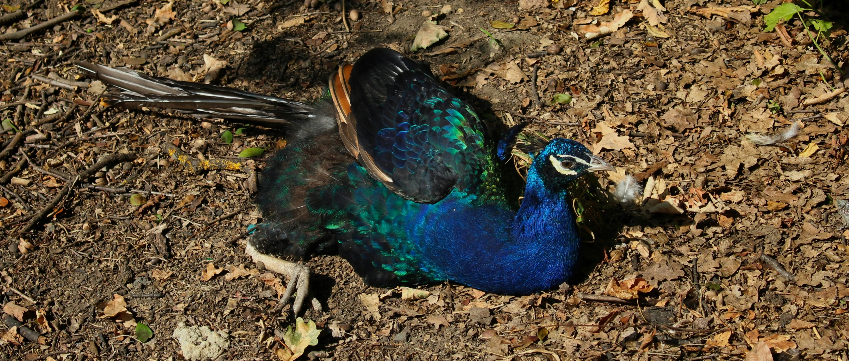 a blue bird with purple on its back