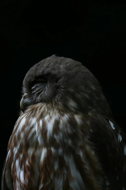 a black and white owl sitting on a black background